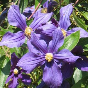 Clematis The President P 14