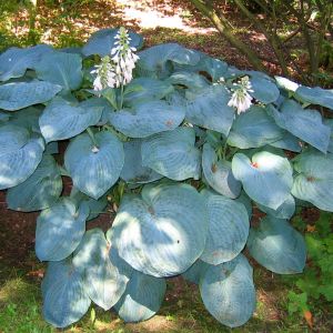 Hosta sieboldiana Elégant