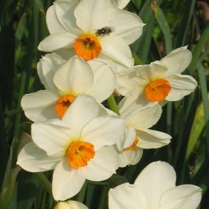 Narcisse Tazetta Geranium x 10