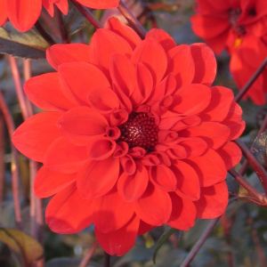 Dahlia Bruinblad Bishop of Llandaff024