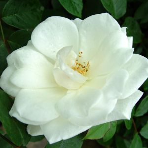 Rose Grimpante Iceberg