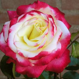 Rosier buisson Double Delight