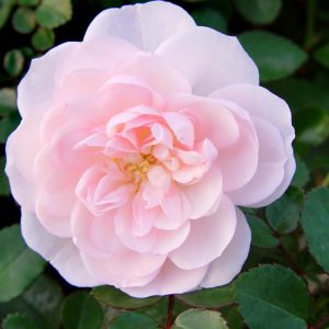 Rosier Couvre sol /Rose Seafoam