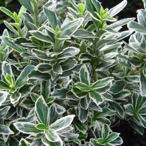 Euonymus  Albovariegatus/ Fusain du