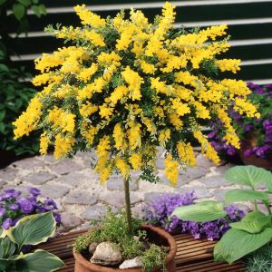 Standard Cytisus jaune