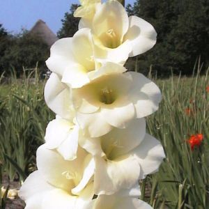 Gladiolus blanc 8/10 cm copy x 10