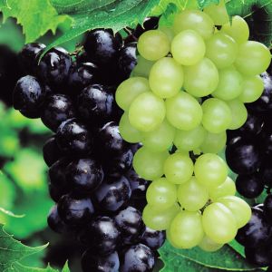 Combinaison Boskoop/Pinot blanc