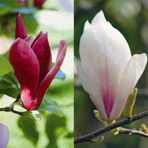 Magnolia combi Susan /Soulangeana