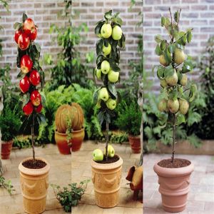 Pommier et Poirier collection