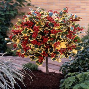Demi-tige Ilex aquifolium Golden King