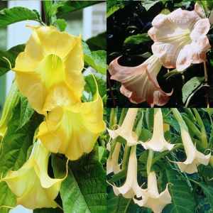Brugmansia Collection