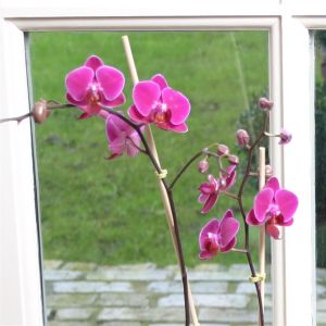 Orchidée naine rose-pourpre