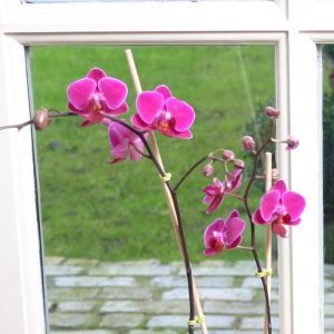Orchidée naine rose-pourpre