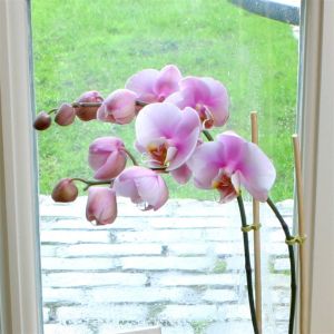 Orchidée Phalaenopsis rose