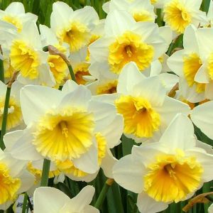 Narcisse Large Cup Ice Follies x 10