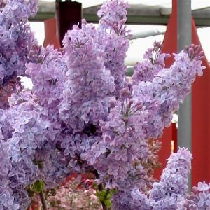 Syringa vulgaris Sensation bleu