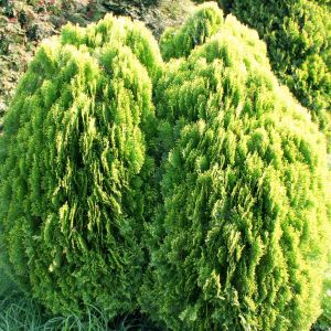 Platycladus orientalis Aurea/ Thuya
