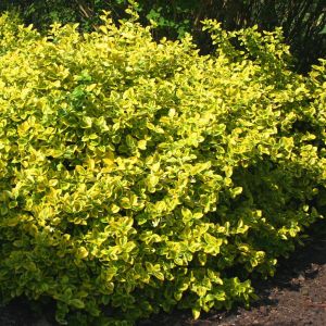 Euonymus fortunei Emerald n Gold