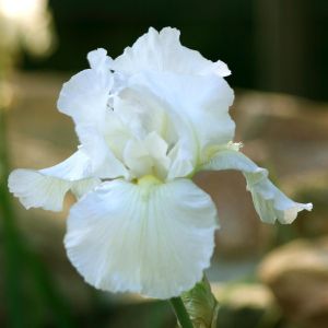 Iris germanica blanc