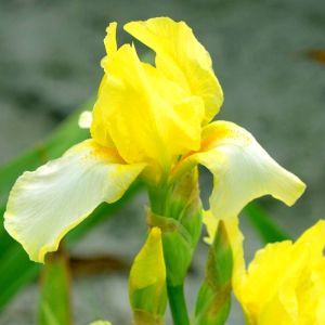 Iris barbatus Blessed Again