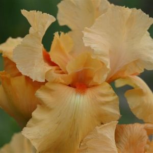 Iris barbatus Mme Francois Debate
