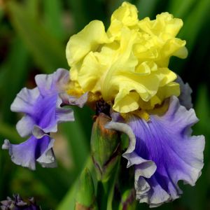 Iris germanica Edith Wolford