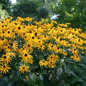 Rudbeckia fulgida Goldsturm x 3