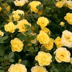 Mini Rose Yellow Beauty 9 cm pot