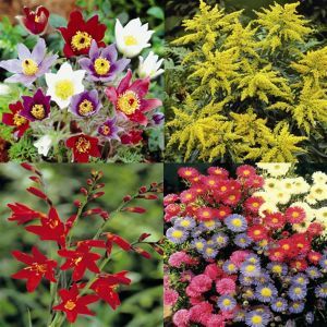 Le jardin de Suzanne x 18