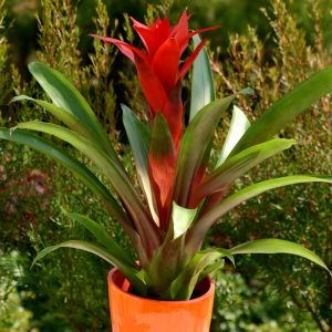 Bromelia rouge