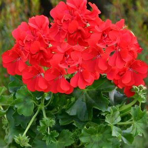 Pelargonium Red