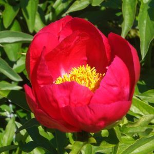 Paeonia floraison rouge