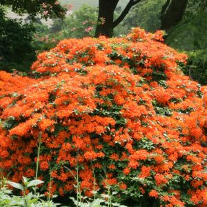 Azalée mollis orange