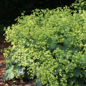 Achemilla mollis Ladies Mantle/Alchemille