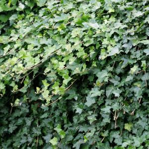 Ivy Hedera helix/Lierre sauvage