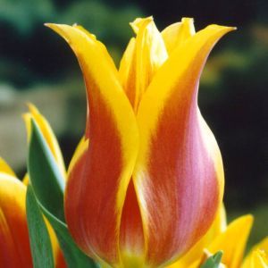 Tulipe Lys Ballade Dream x 10