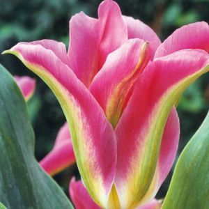 Tulipe Virichic x 10