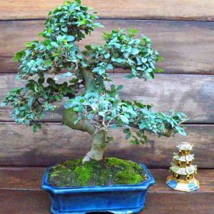 Ulmus Elmtree 25 cm 14 years
