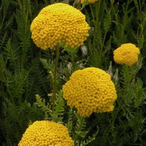 Achillea Parkers Golden