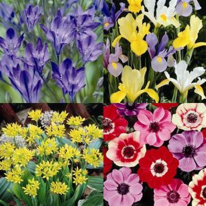 Bulbes de jardin Printemps/Été x 80