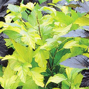 Physocarpus Darts Gold