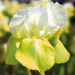 Iris germanica Tulipe Festival