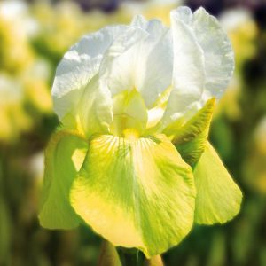 Iris germanica Tulipe Festival
