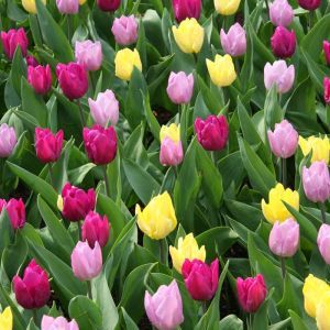 Tulipes mixtes Variées x 100