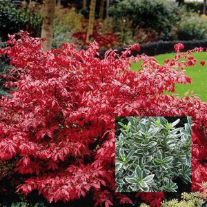 Euonymus combi Alata/Albovariegatus