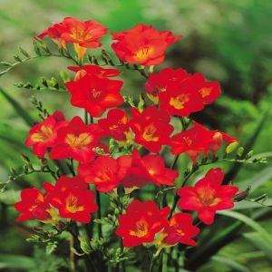 Freesia Hybride floraison simple rouge x 20
