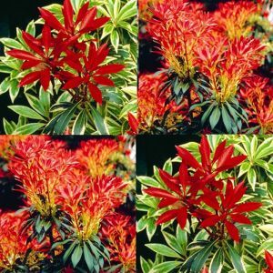 Pieris Combi Flaming SilverForest Flame