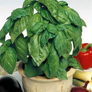 Basilic Doux large feuille
