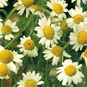 Matricaire (Camomille) graine