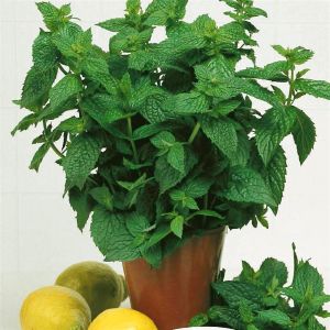Menthe poivrée